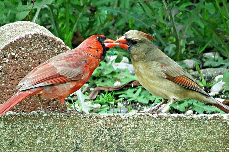 male cardinal feeding female male cardinal feeding female