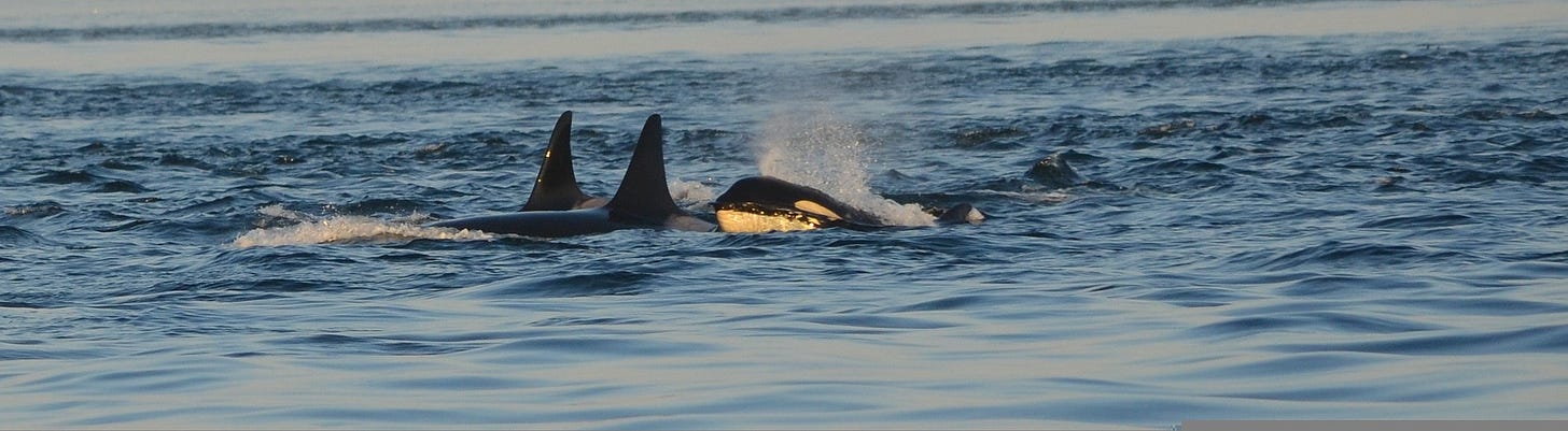Whales in the ocean Whales in the ocean