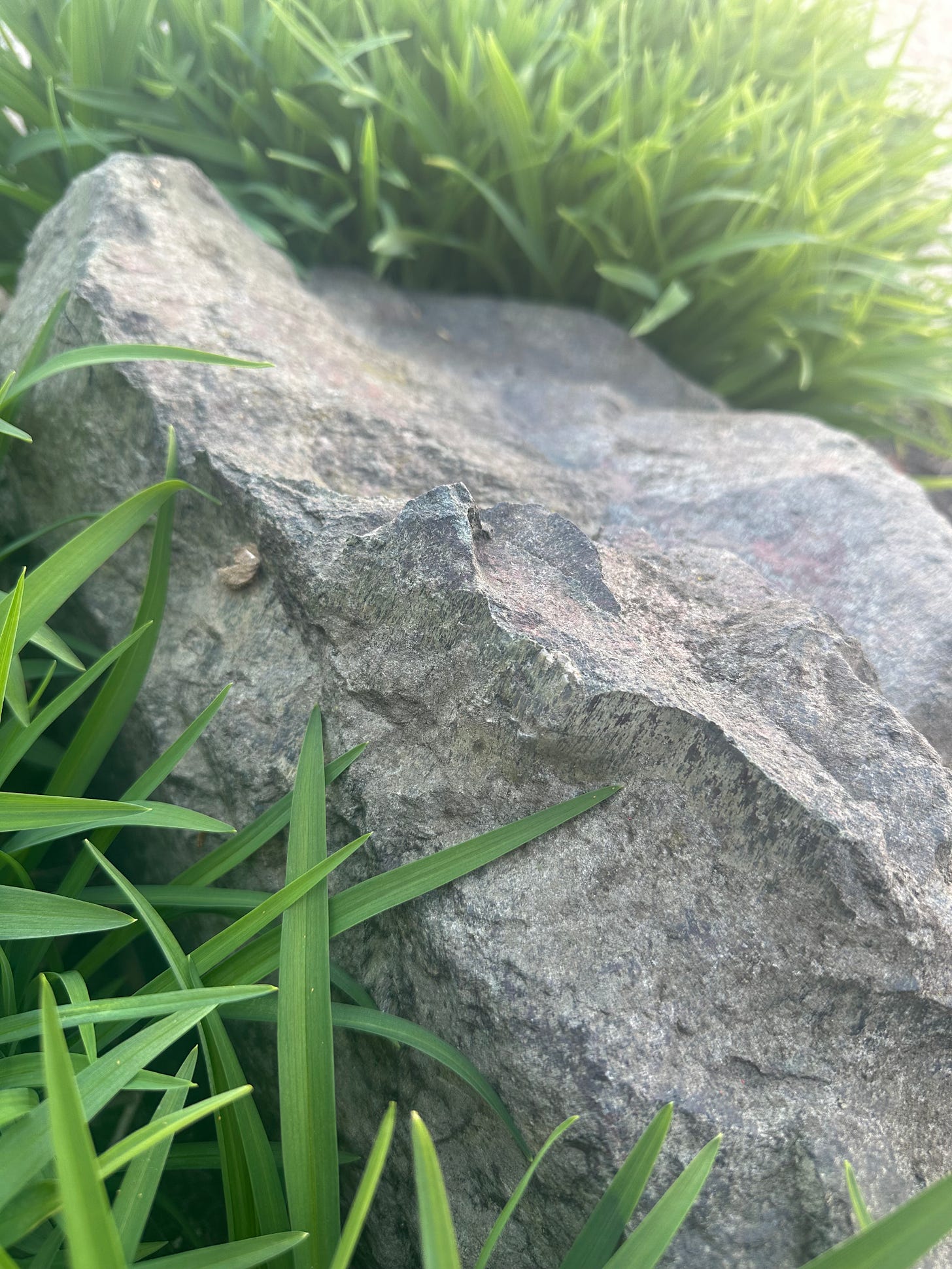 Jagged grey rock surrounded by green lilies Jagged grey rock surrounded by green lilies