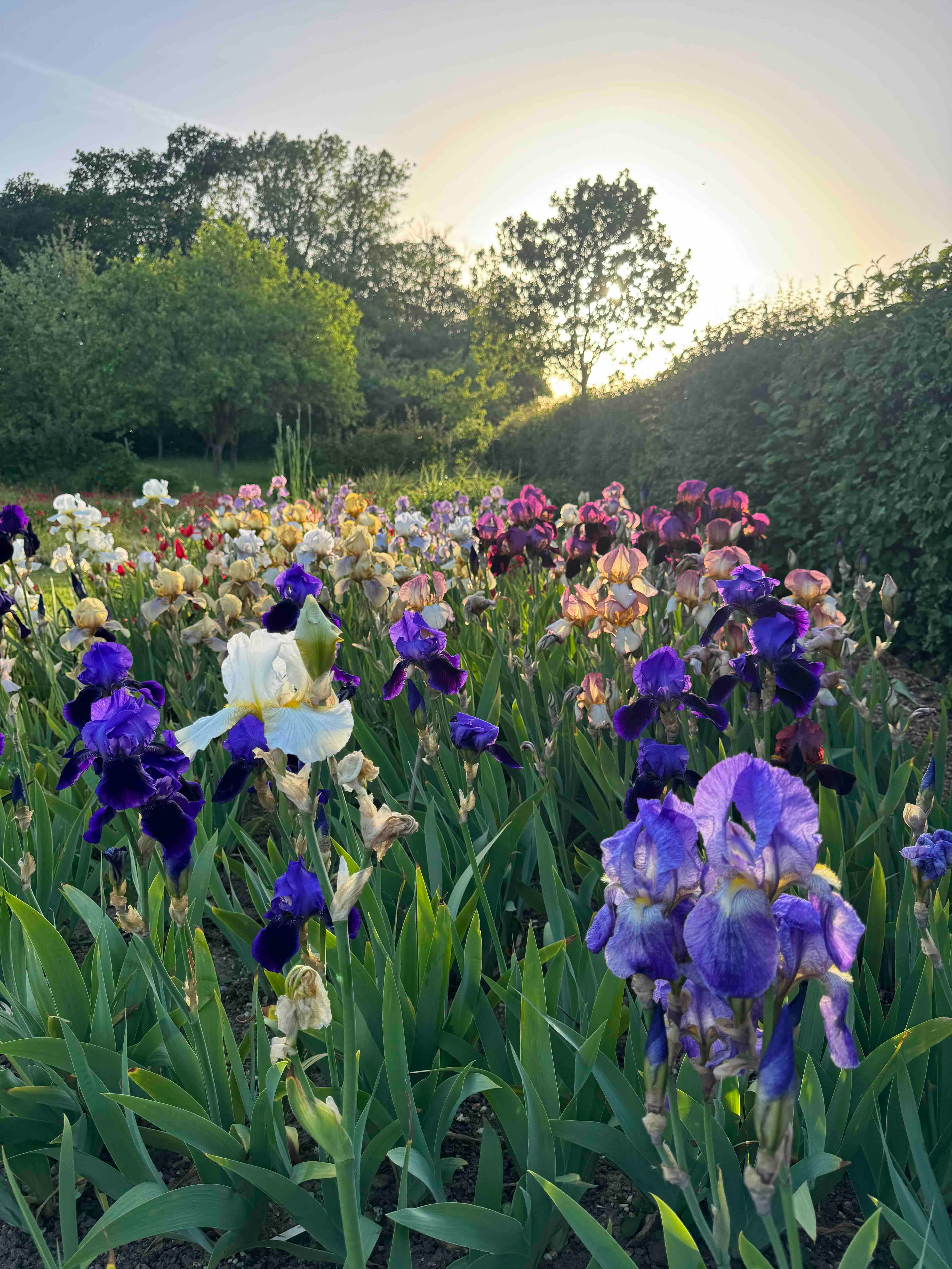 Cedric Morris Irises - by Clare Foster - Bud to Seed