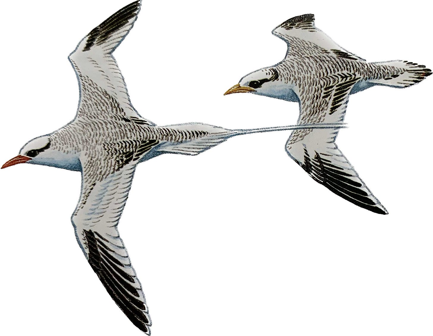 red billed tropicbird