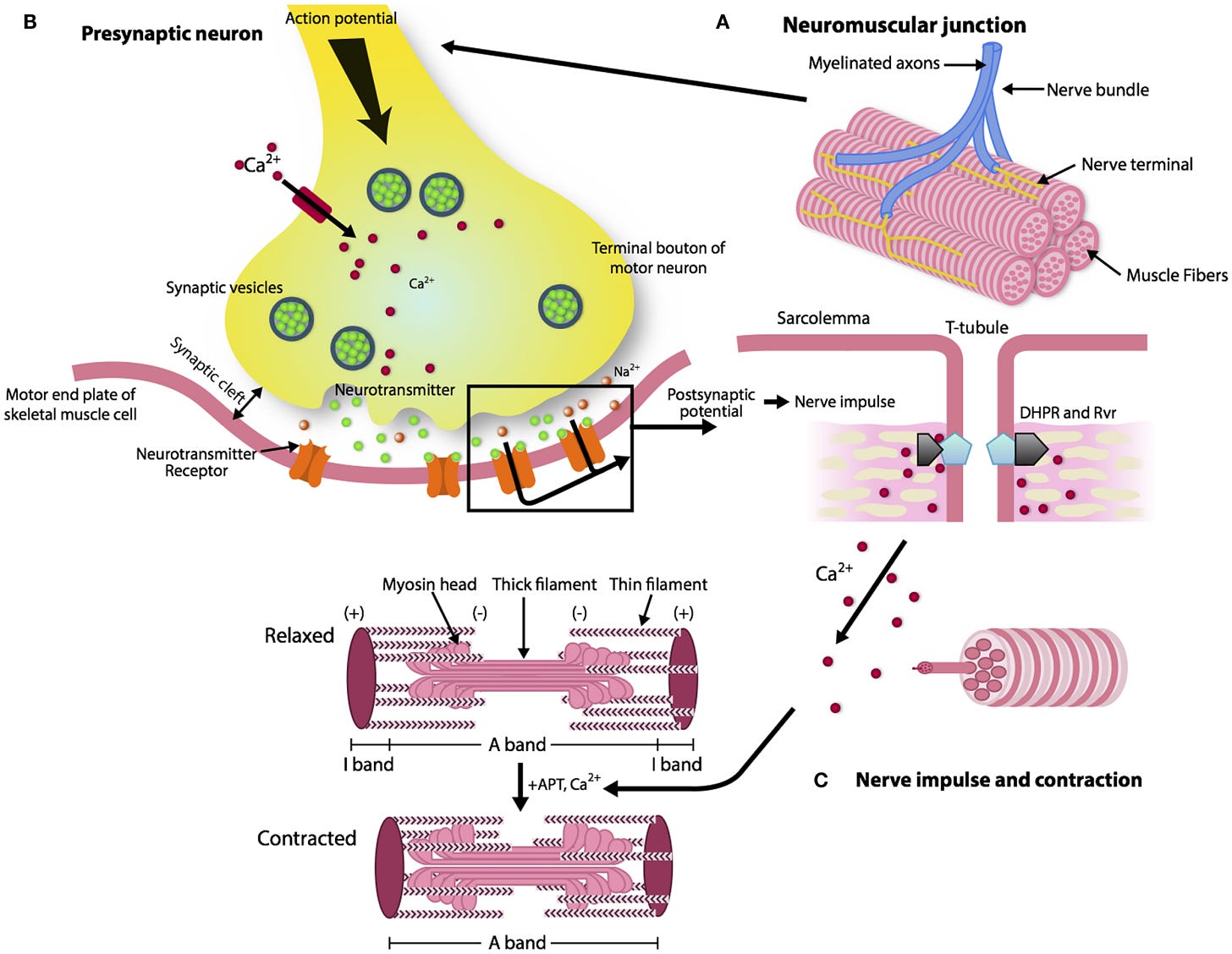 Frontiers | The Neuromuscular Junction: Aging at the Crossroad between Nerves and Muscle Frontiers | The Neuromuscular Junction: Aging at the Crossroad between Nerves and Muscle