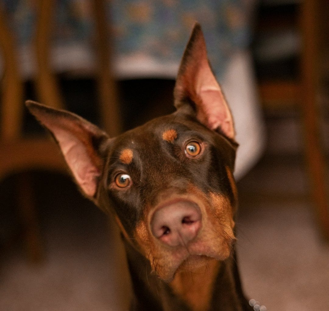 black and tan doberman pinscher