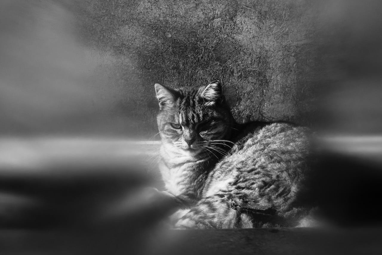 a black and white image of a cat that looks annoyed by the presence of the photographer.
