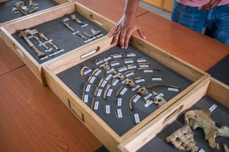 Fossilised bones in several boxes