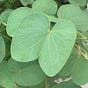 Companion-Platform's avatar