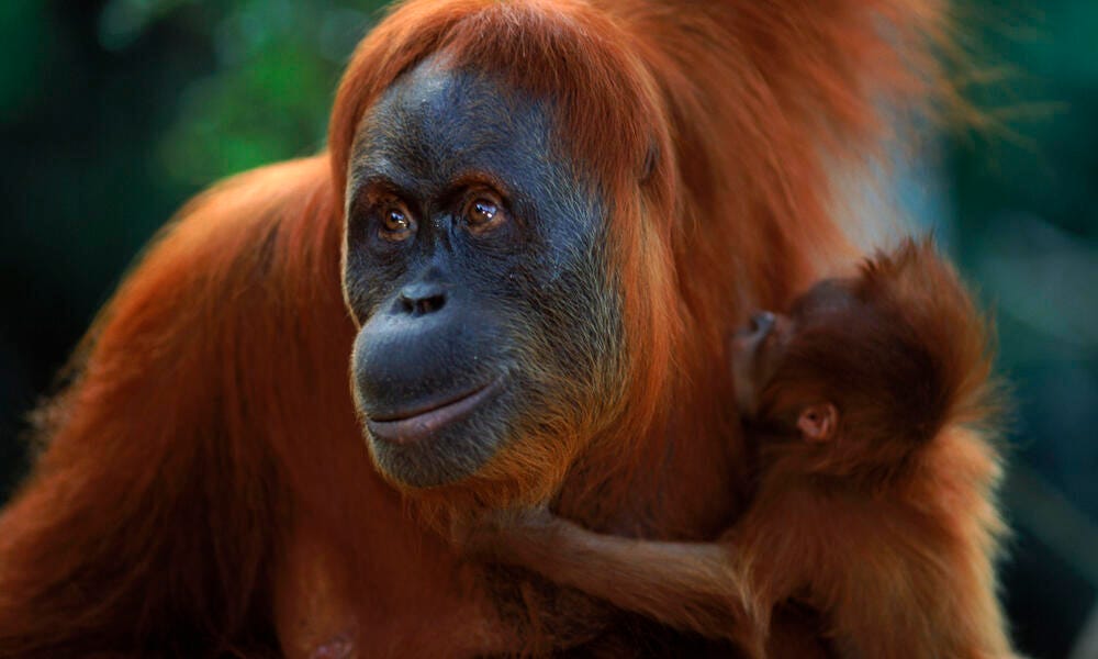 Sumatran Orangutan | Species | WWF