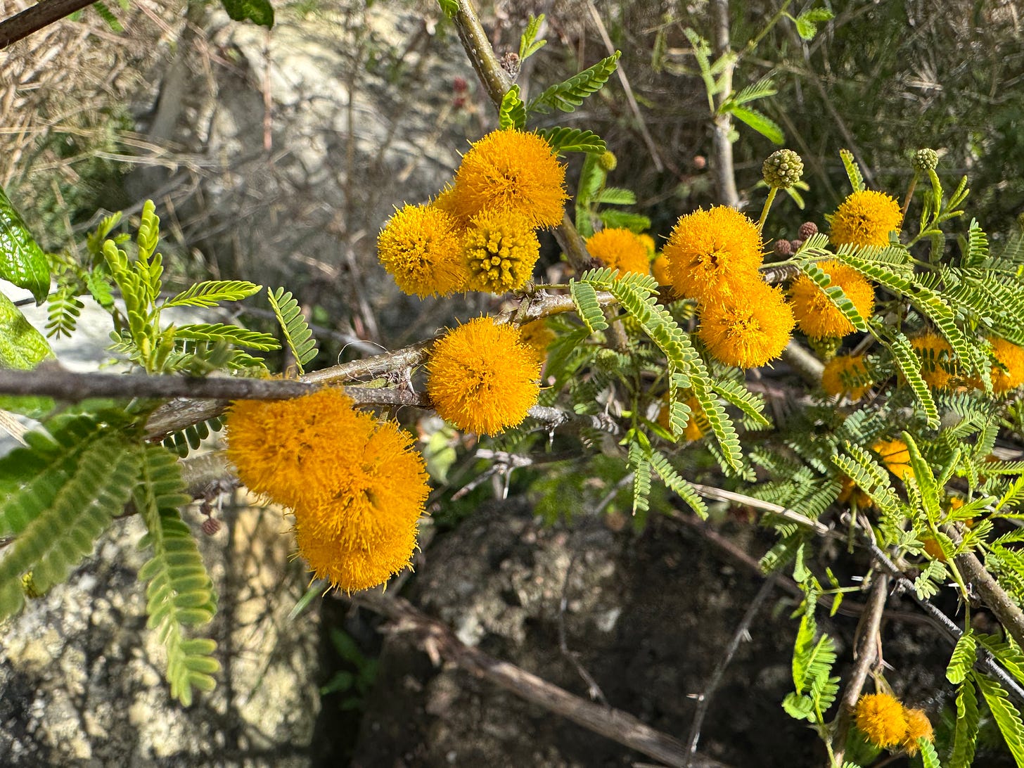 Yellow huisache blossoms