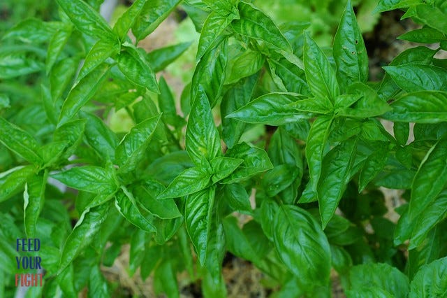 Happy basil plants need to be harvested by Eve Fox, the Garden of Eating blog, copyright 2013