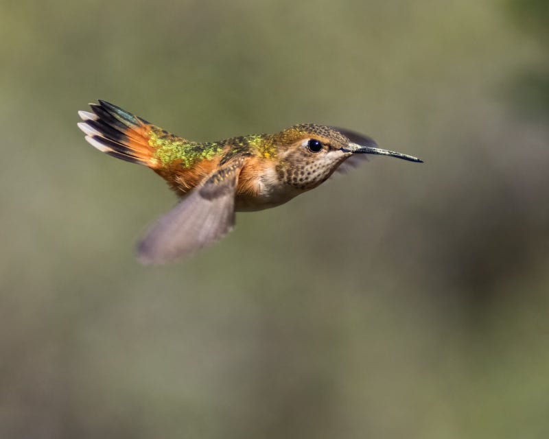 20250901-MaderaCanyon-843-Edit.jpg 20250901-MaderaCanyon-843-Edit.jpg