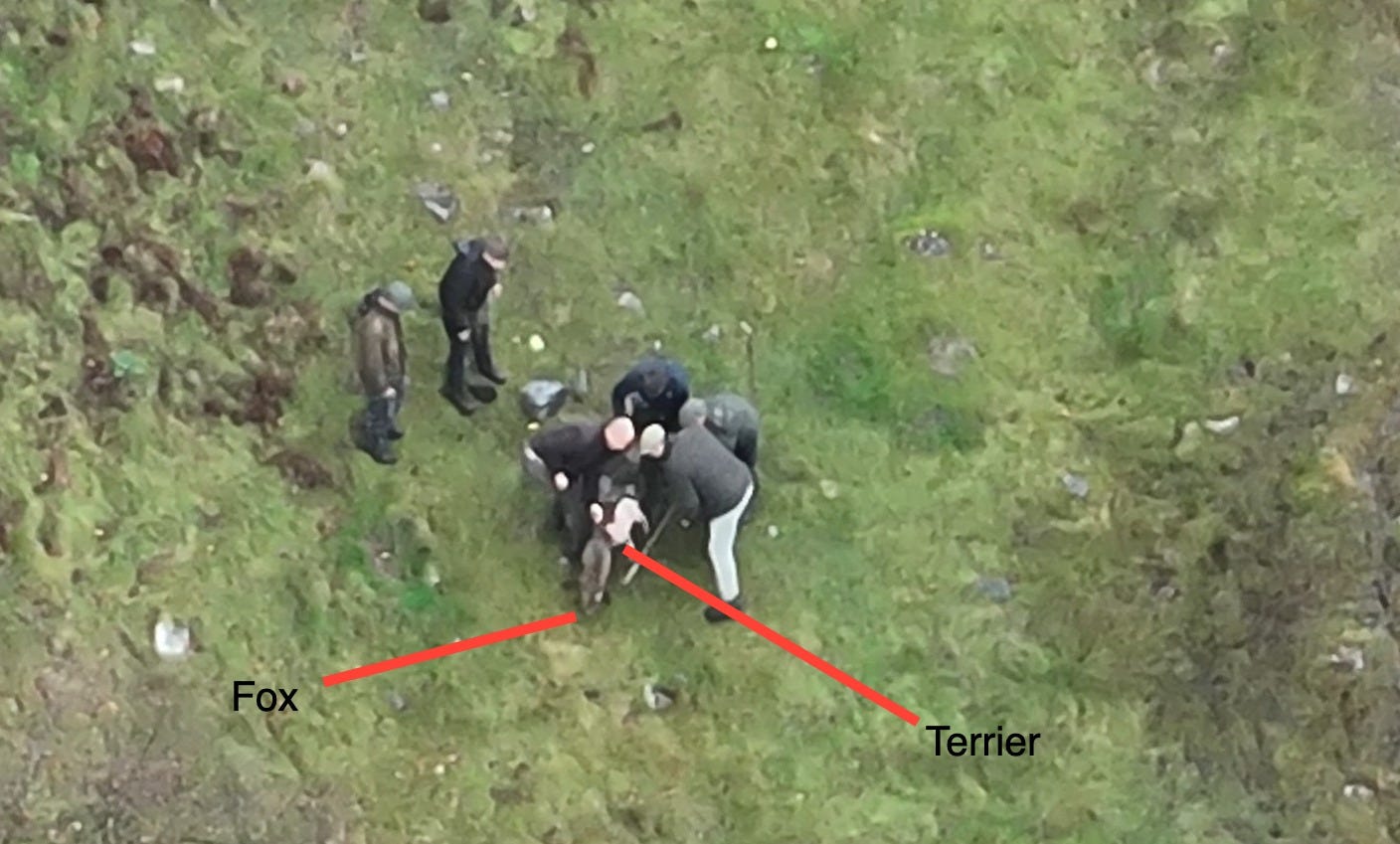 May be an image of grass