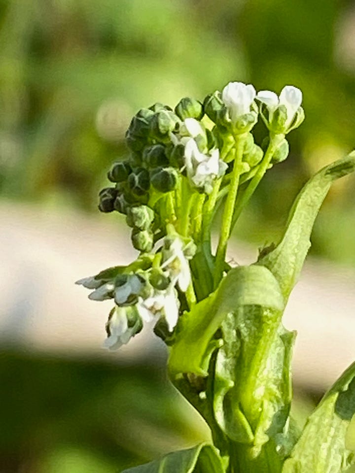 Crowd of young shepherds purse plants 2/21/2023, and first flower in the greenhouse