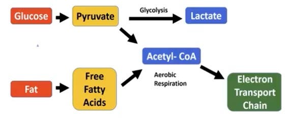 muscle building energy production