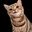 Toezy Weezer's avatar