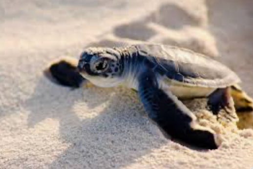 Rainy Season, Hurricane Season and Sea Turtle Nesting Converge on Anna Maria Island