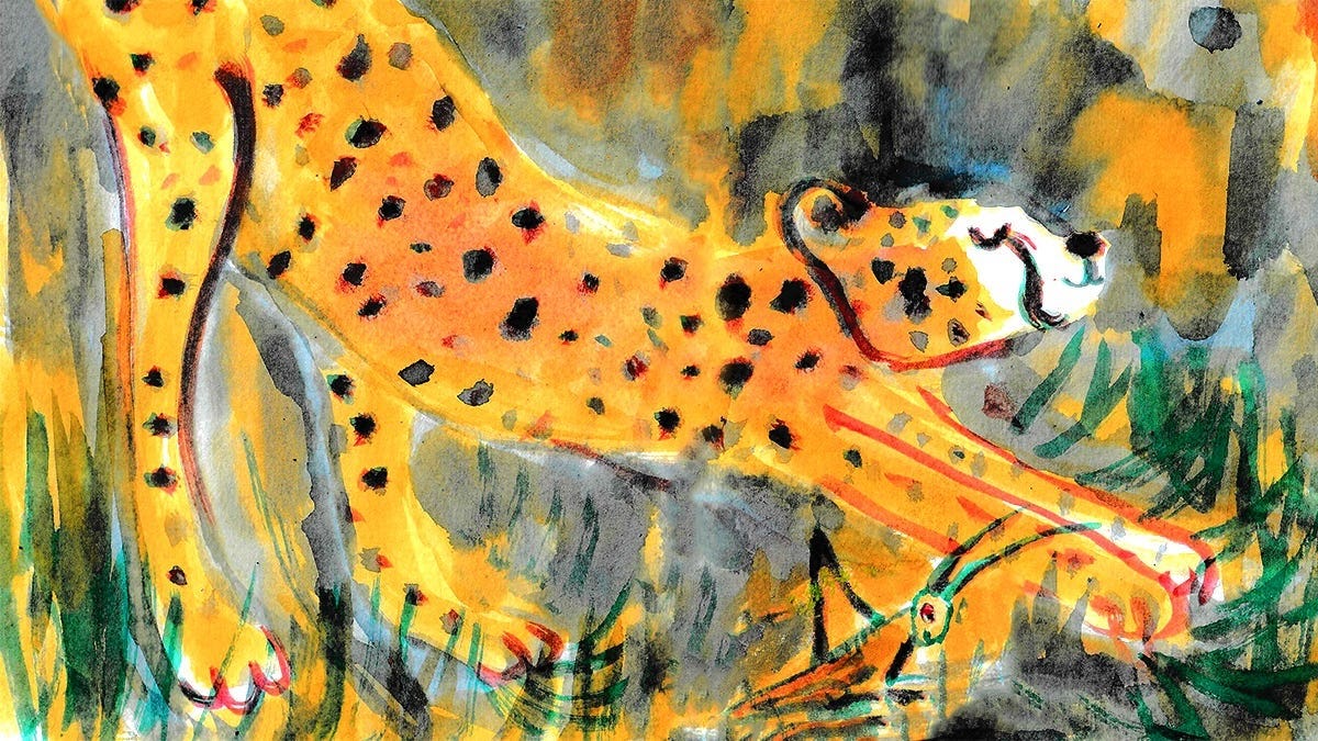 cheetah and grasshopper