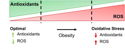 green diminishing arrow = antioxidants. Red increasing arrow = Reactive oygen species with increaing weight gain. green diminishing arrow = antioxidants. Red increasing arrow = Reactive oygen species with increaing weight gain.