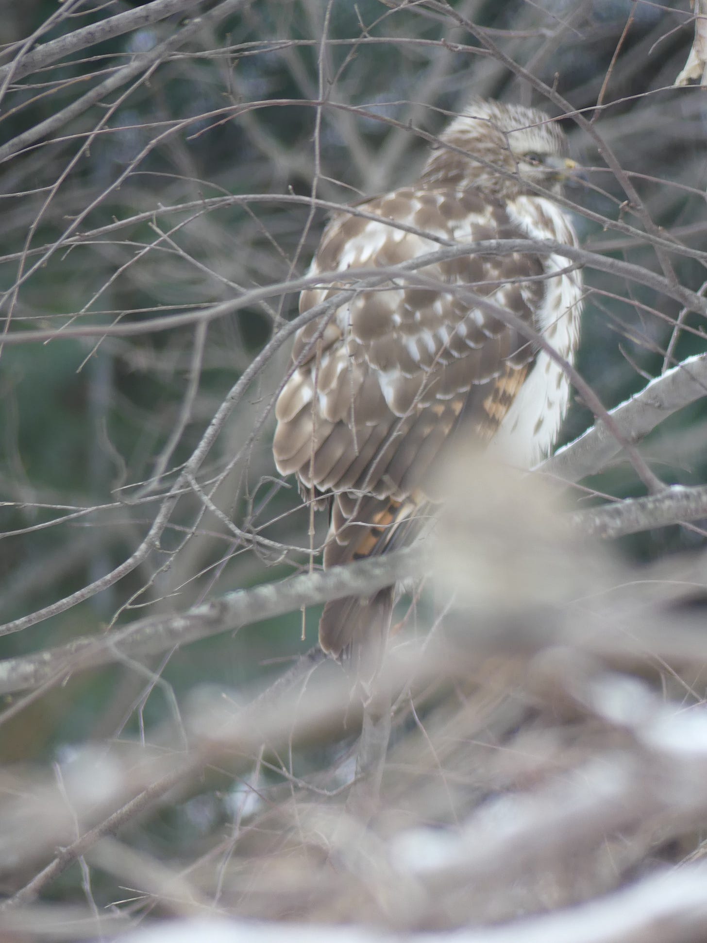hawk on a tree branch with a fuzzy, out-of-focus sparrow in front