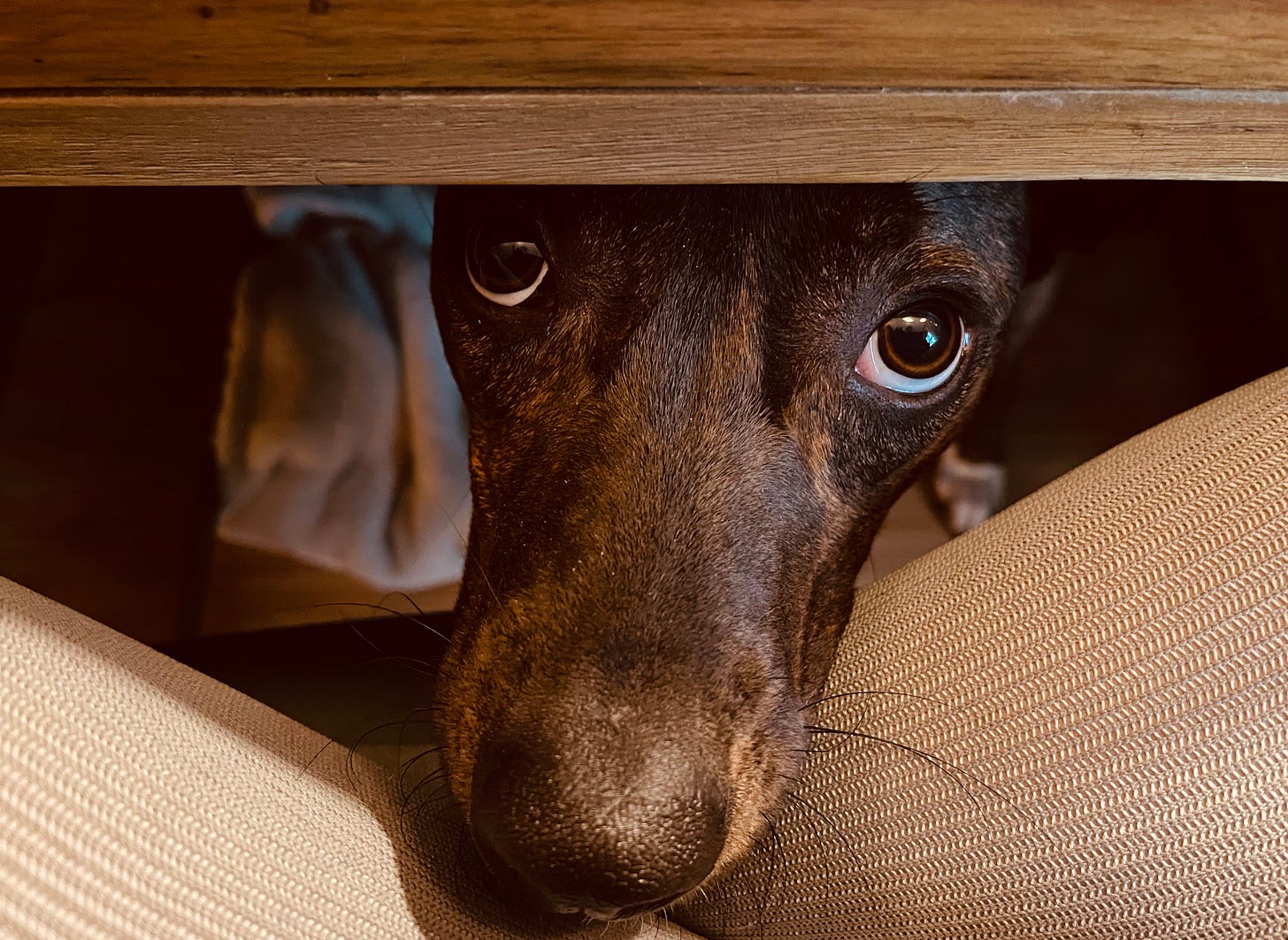 closeup of dog face peeking out from under the desk in a close up Her chin is resting on calves