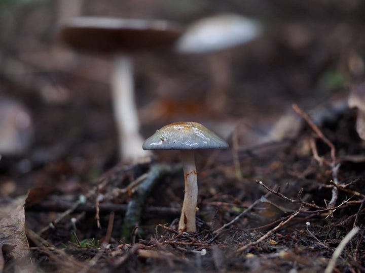 Cortinarius rotundisporus