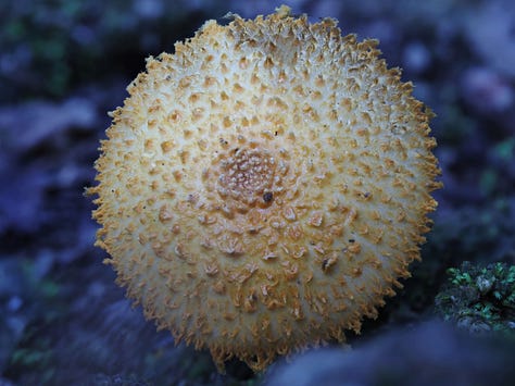 scaly tangerine mushroom