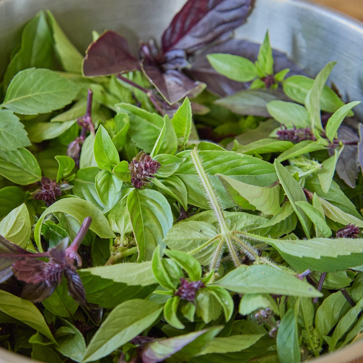 freshly picked basil tops in a colander