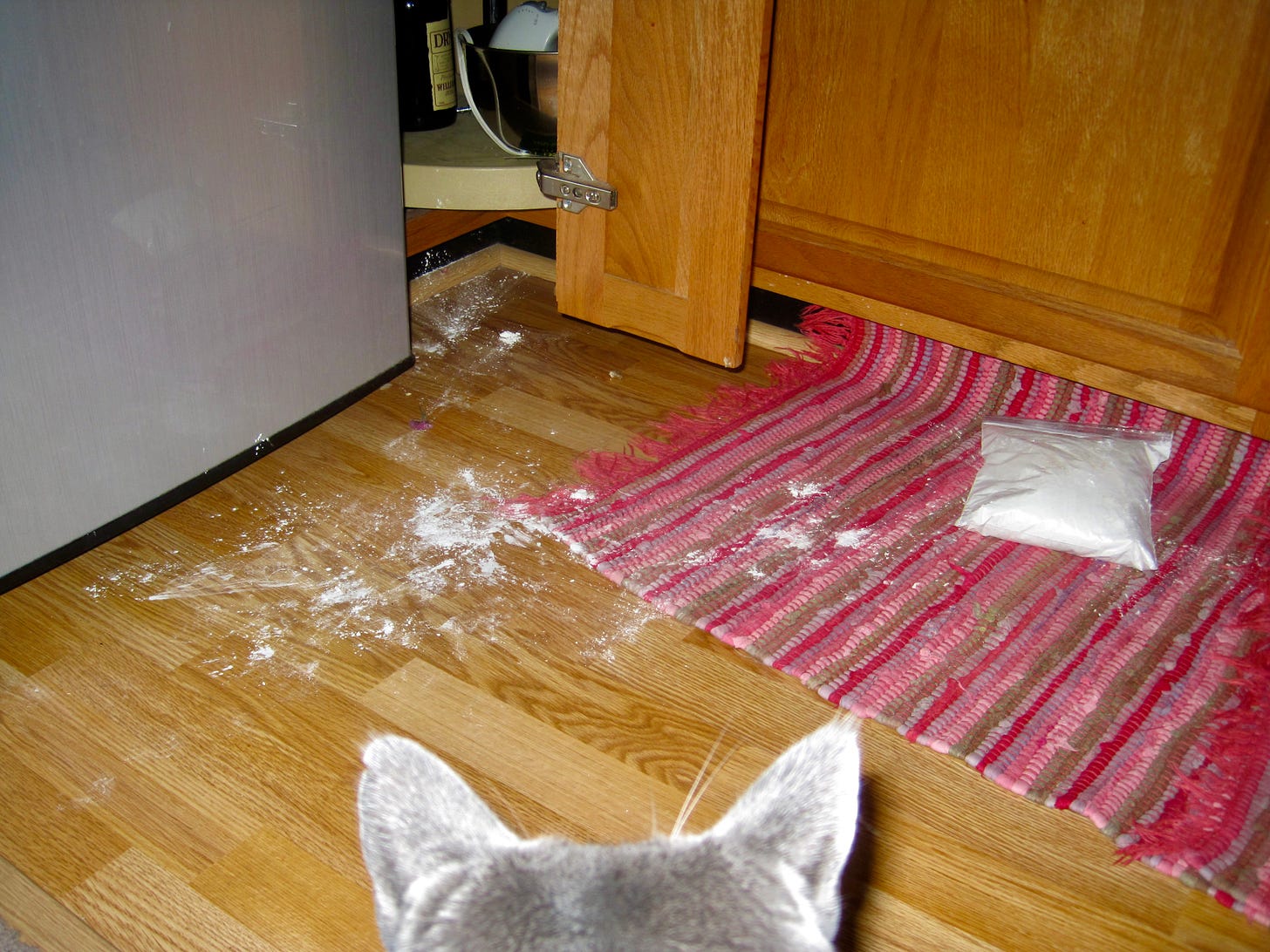 Cat ears facing a pile of cornstarch