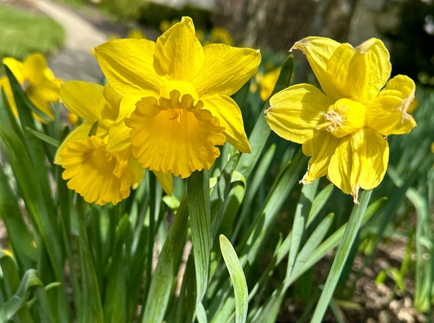 yellow daffodils on bright green stems