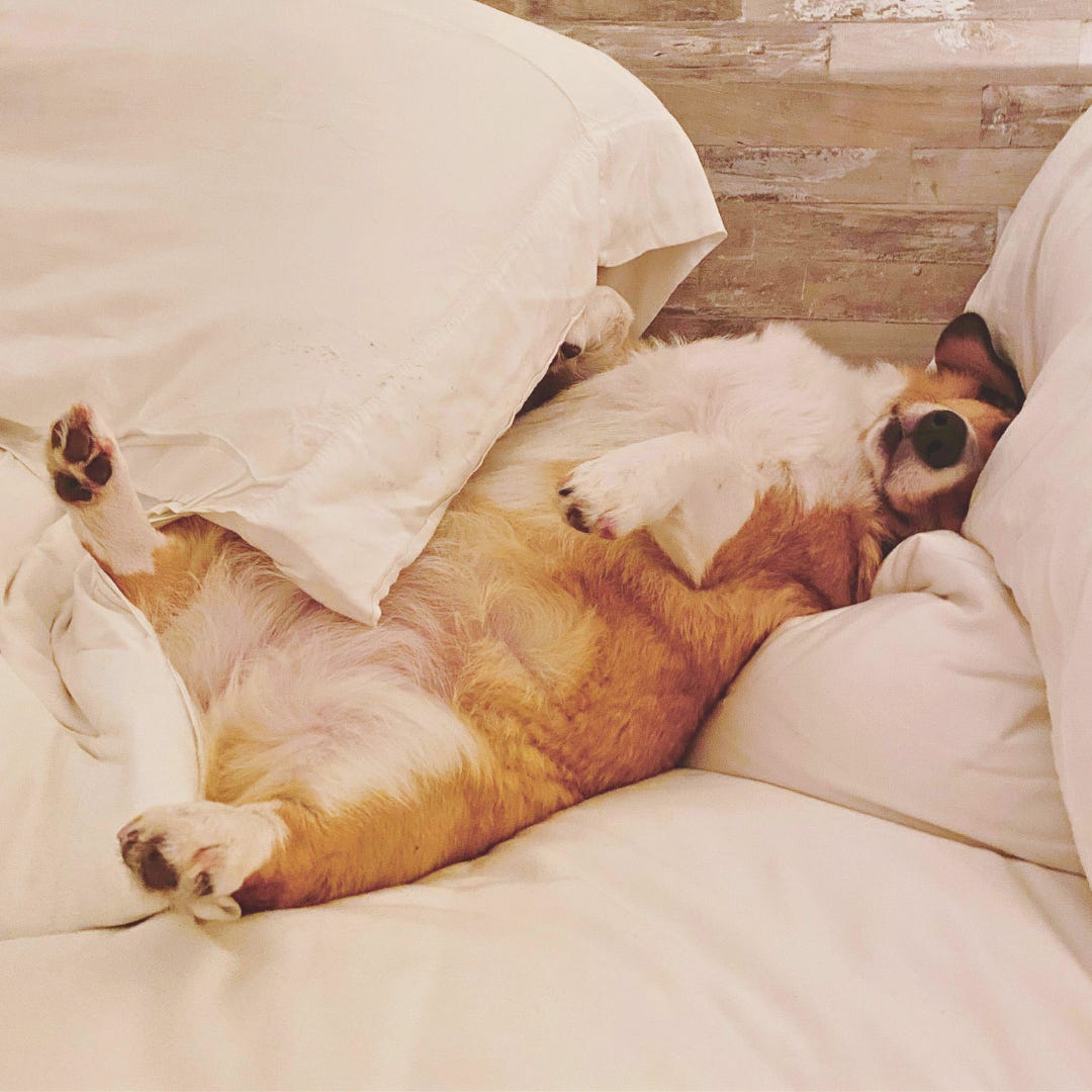 A corgi sleeping soundly, a humorous and chaotic interruption to a morning meditation and the attempt to find silence. A corgi sleeping soundly, a humorous and chaotic interruption to a morning meditation and the attempt to find silence.