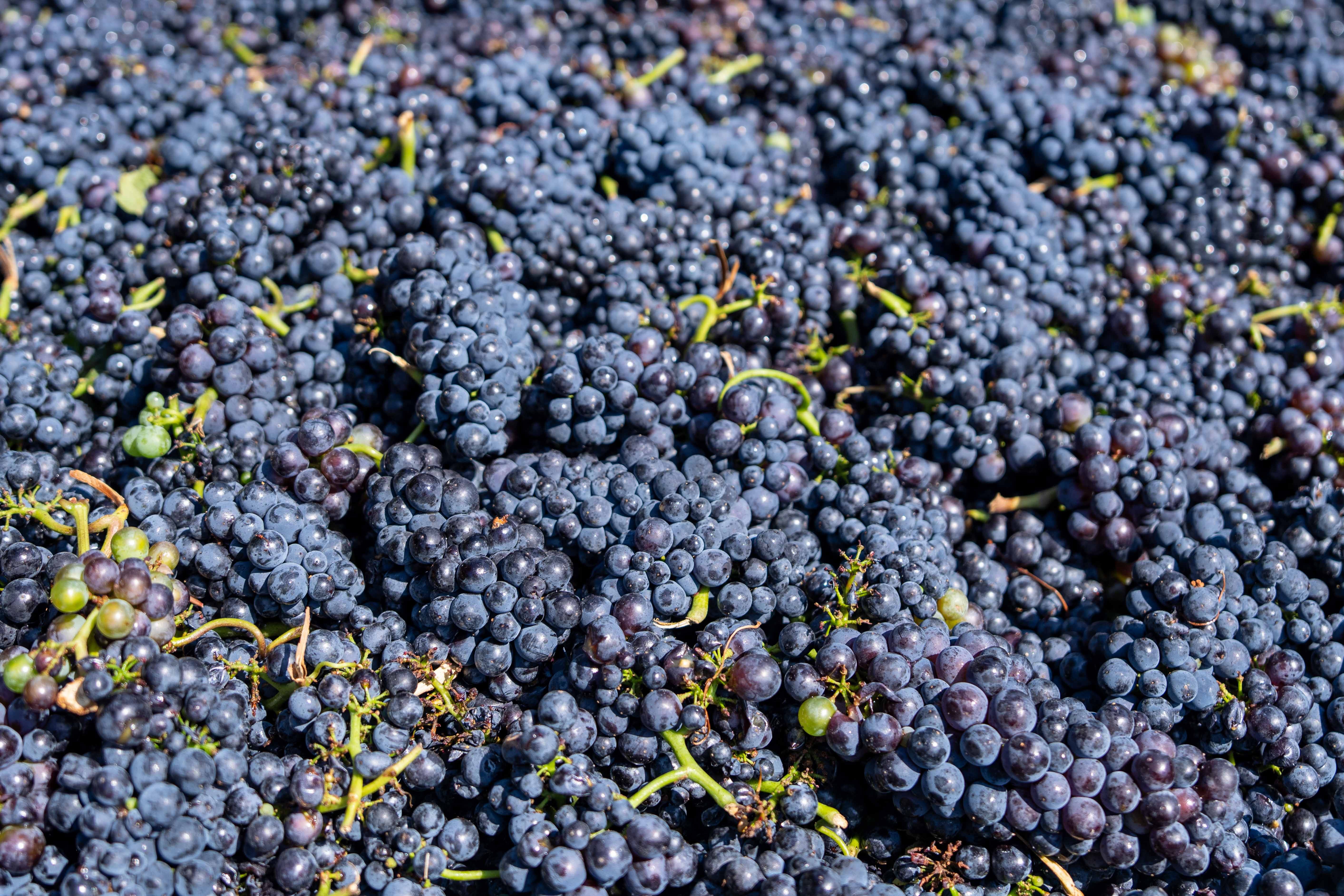 napavalleyfocus.substack.com - Under the Hood: Drinking Rates Stabilized. Wine Sales Kept Falling.