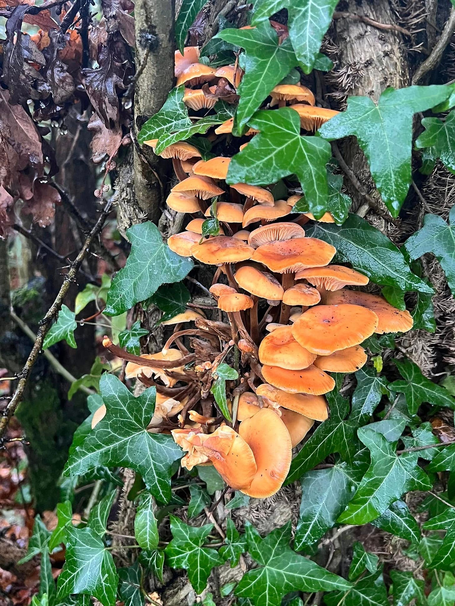 May be an image of ivy and mushroom