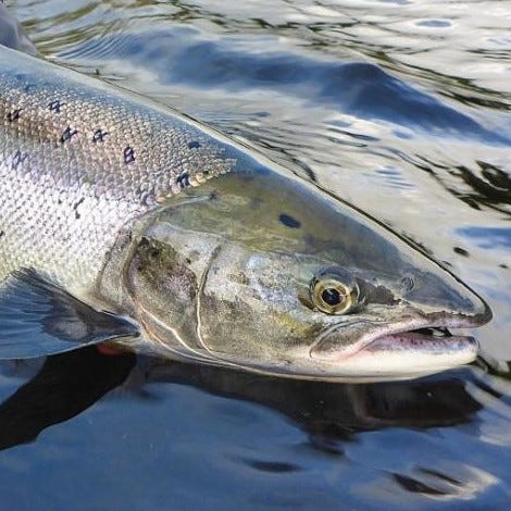 Salmon of Doubt logo