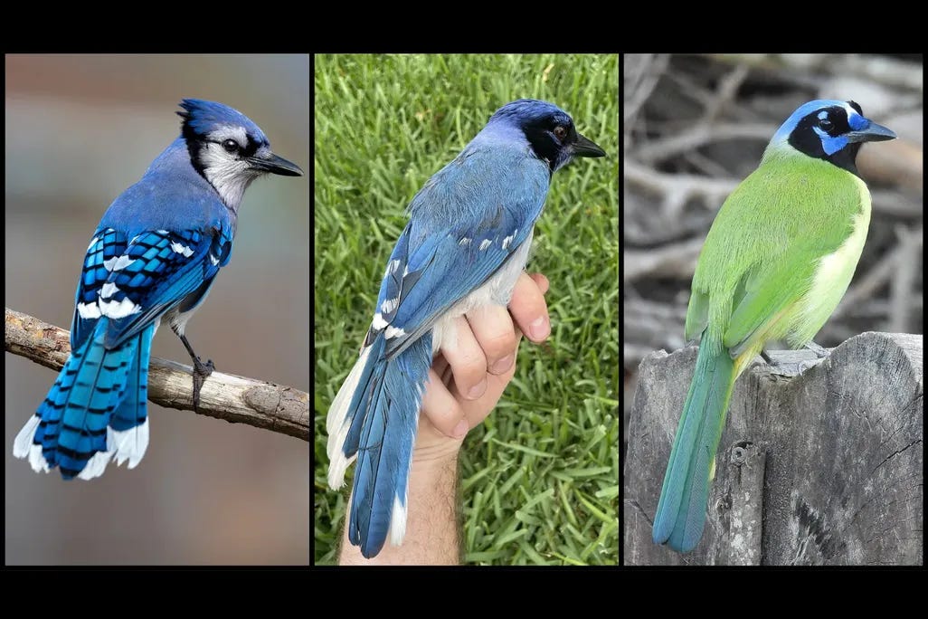 A blue jay on the left, the hybrid bird in the center, a green jay on the right