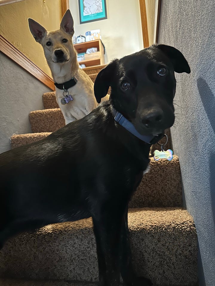 A black dog and a blonde dog pause on the "big, scary stairs" to look down at me.