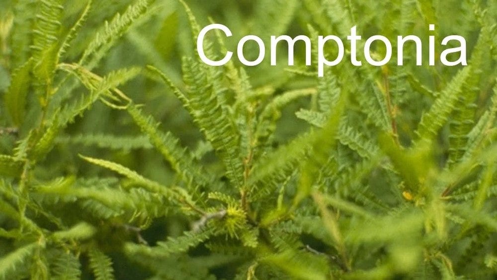 80-trees-shrubs 26.jpeg 80-trees-shrubs 26.jpeg