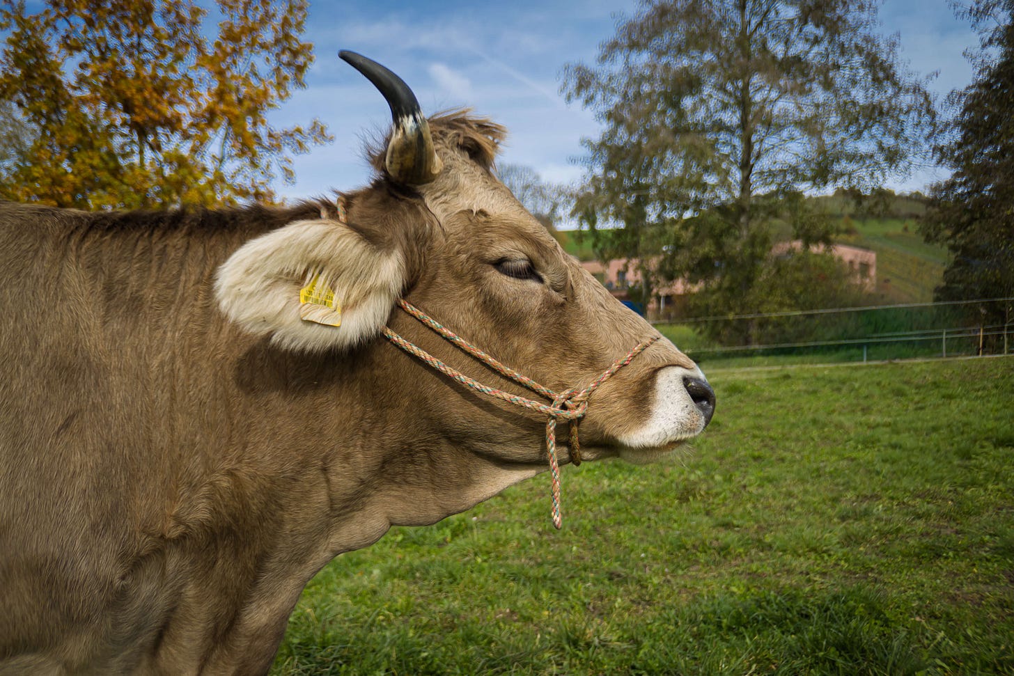 Eine Original Braunvieh-Kuh steht auf einer grünen Weide. Sie hat ein graubraunes Fell, helle Ohren mit einer gelben Ohrmarke, kurze Hörner und trägt ein Seilhalfter. Im Hintergrund sind herbstlich gefärbte Bäume, ein Zaun und ein Bauernhof zu sehen. Eine Original Braunvieh-Kuh steht auf einer grünen Weide. Sie hat ein graubraunes Fell, helle Ohren mit einer gelben Ohrmarke, kurze Hörner und trägt ein Seilhalfter. Im Hintergrund sind herbstlich gefärbte Bäume, ein Zaun und ein Bauernhof zu sehen.