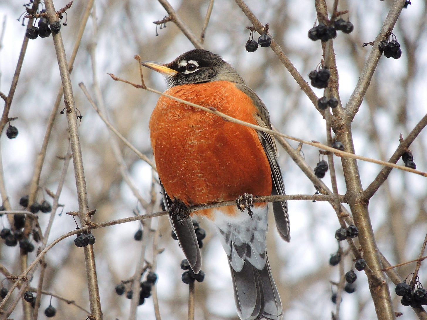 Beautiful Winter Robin - Birds and Blooms