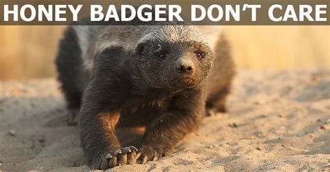 HONEY-BADGER-DONT-CARE » TwistedSifter