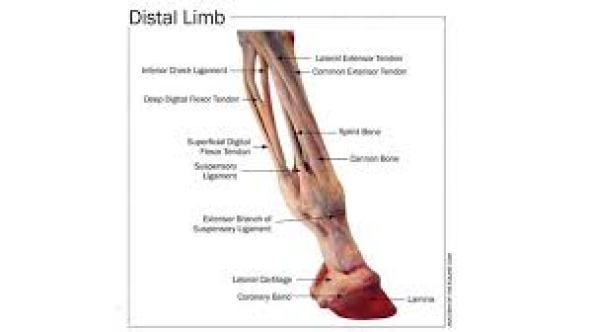 Horse leg bone structure