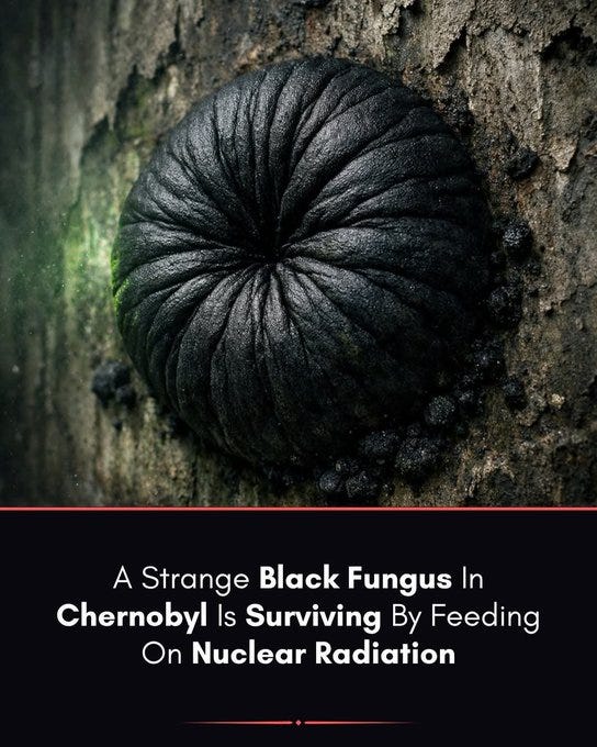 Hongo Radioactivo 🚨 Radiation Feeds Life: Chernobyl Fungi Prove Energy Isn’t What You Think