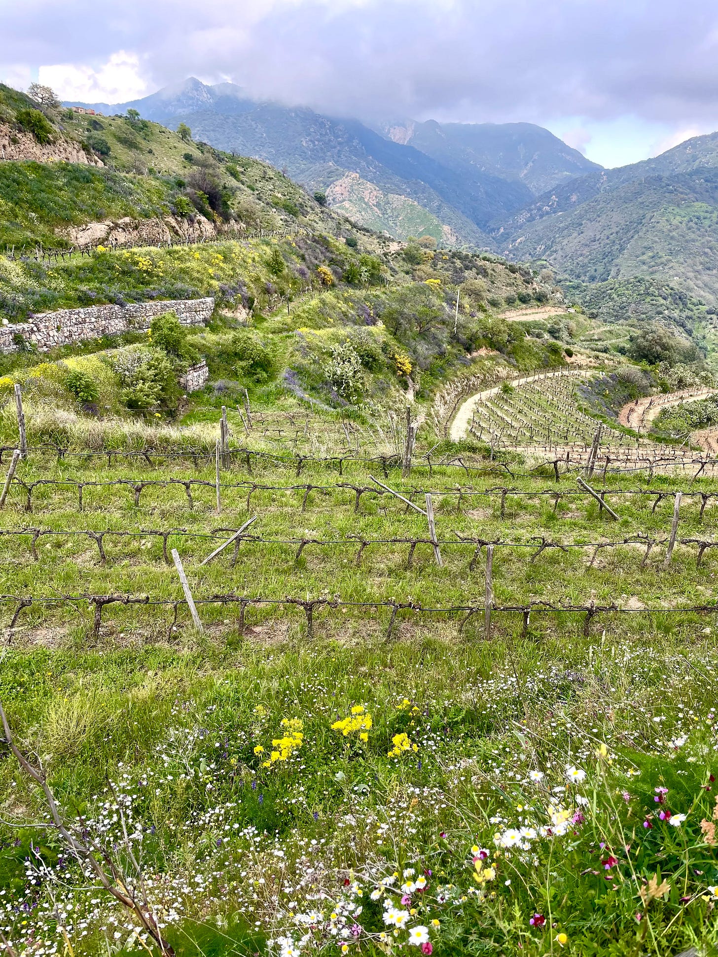 Vineyards outside Palizzi in the Aspromonte mountains, Calabria