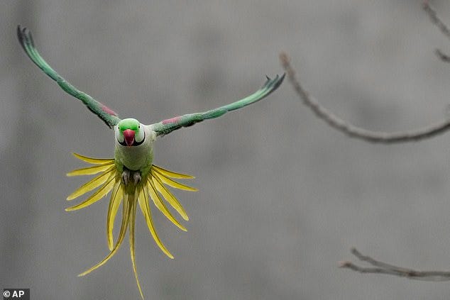 World Health Organization (WHO) officials issued an urgent alert over an 'unusual' rise in humans getting psittacosis in Germany , the Netherlands, Austria, Denmark and Sweden . The flu-like illness, nicknamed parrot fever, is caused by a type of chlamydia rife in birds. In Britain, parakeets, the UK¿s only wild species of parrot and a popular household pet, could pose a particular threat due to the vast numbers across the country