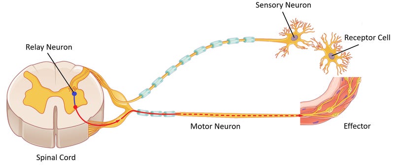 Reflex Arc - Key Stage Wiki