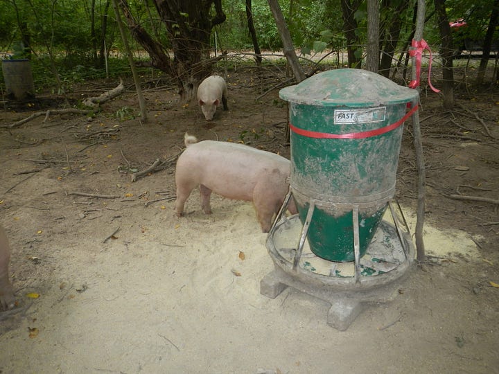 Pigs pushing over the feeder