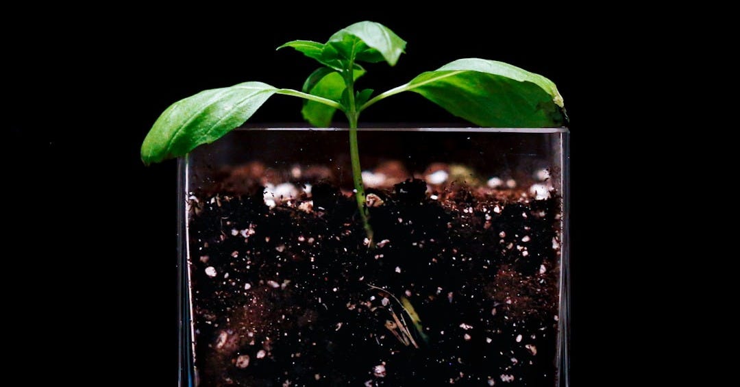 green leaf plant on black soil green leaf plant on black soil
