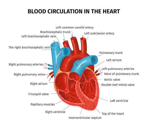 Heart Structure Images - Free Download on Freepik