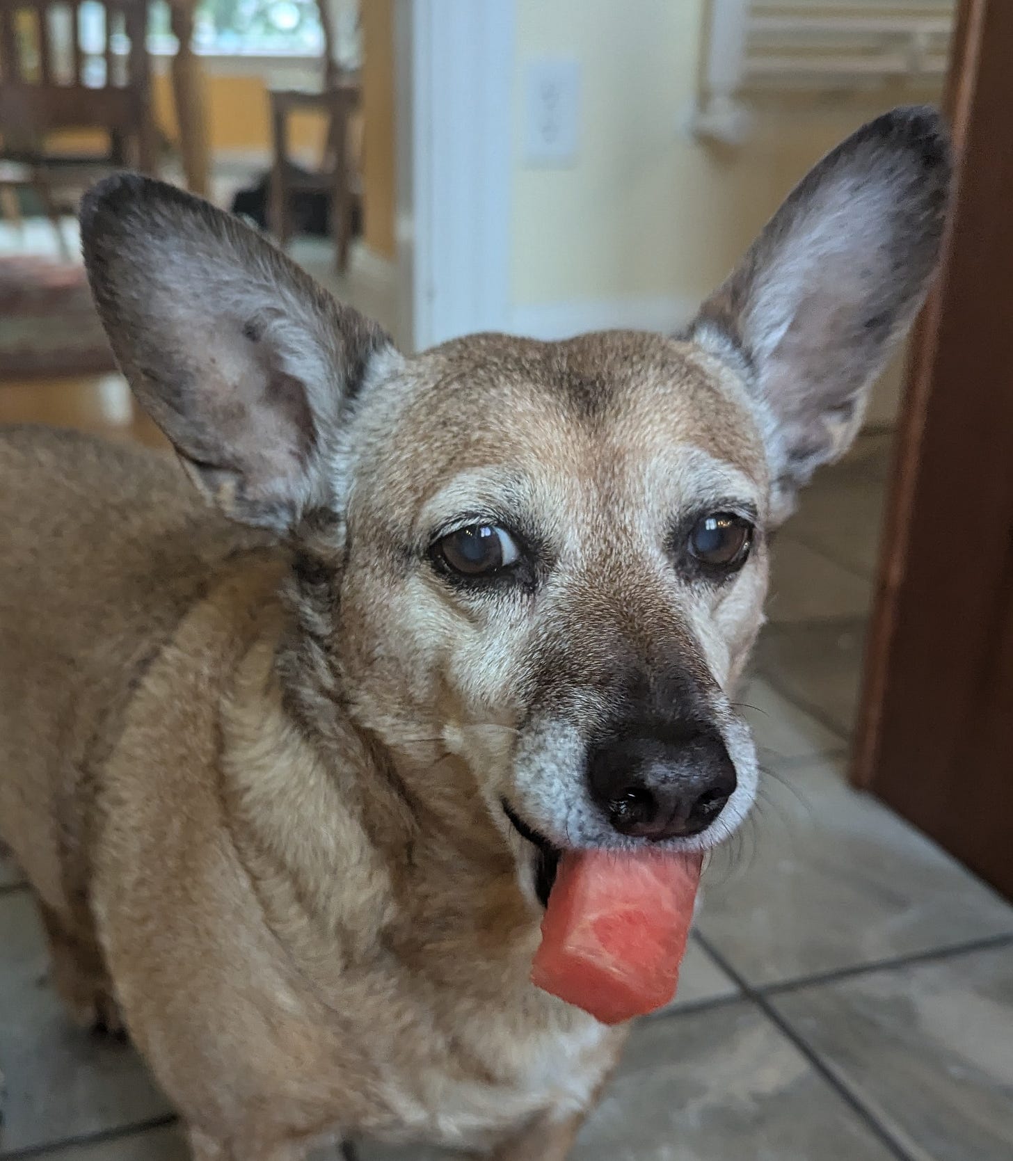 A small brown dog with big ears standing in a kitchen, with a cube of watermelon in his mouth. A small brown dog with big ears standing in a kitchen, with a cube of watermelon in his mouth.