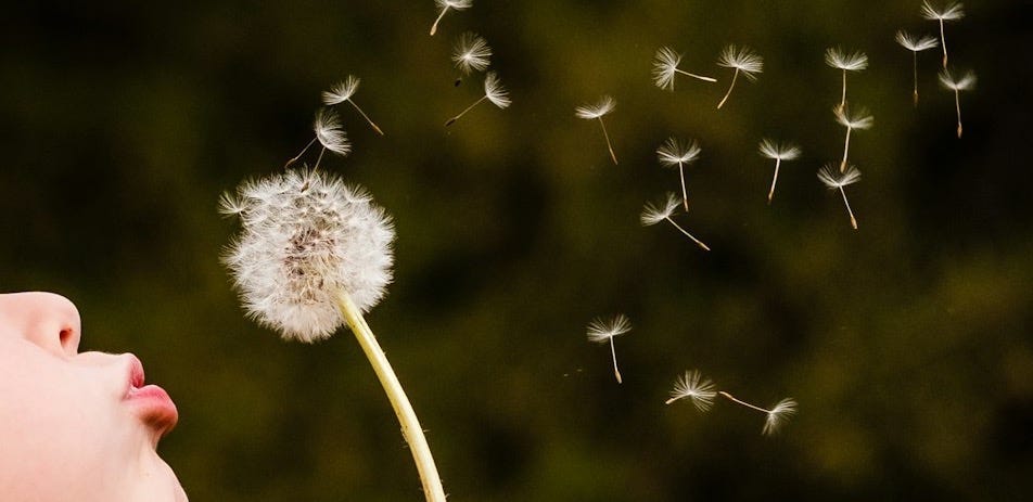 person holding white dandelion flower person holding white dandelion flower