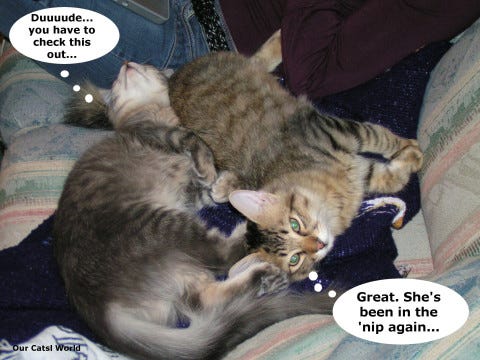 Chase_Kali_Nip Chase_Kali_Nip