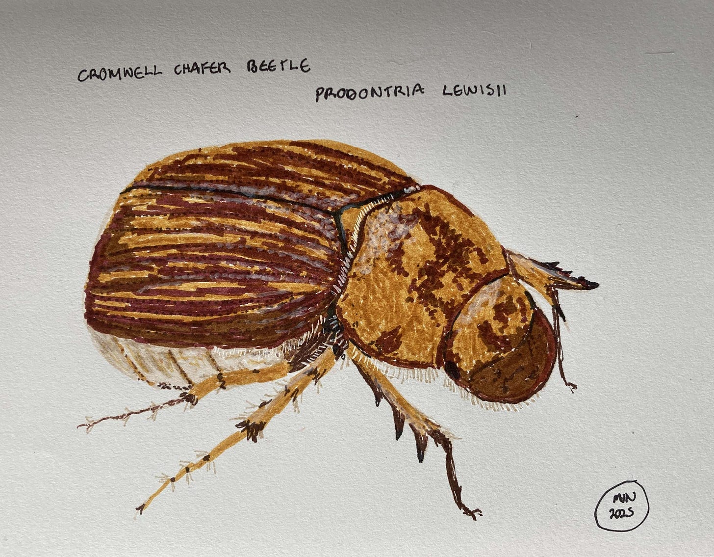 Mottled brown beetle prodontria